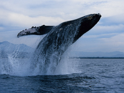 Humpback Whale, Breaching, Puerto Vallarta