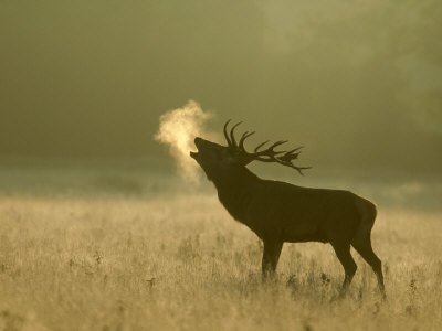 Buy Red Deer, Stag Roaring, UK at AllPosters.com