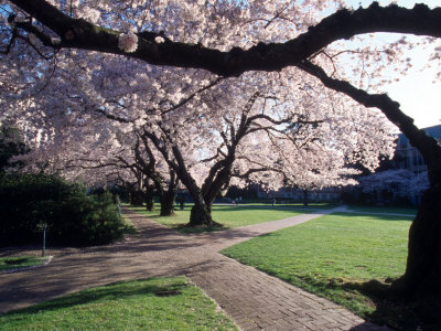 Cherry Blooms at the University of Washington, Seattle, Washington, USA