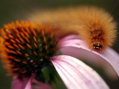 A Fuzzy Caterpillar Inches Along the Top of a Purple Coneflower