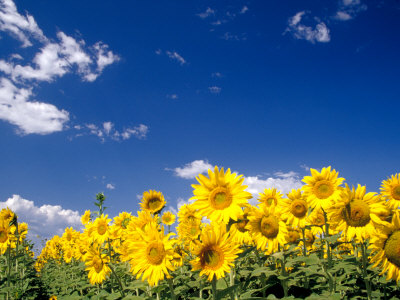 Sunflowers, Colorado, USA
