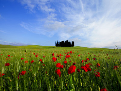 Buy Poppies in a Wheatfield and Cypresses at AllPosters.com