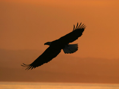 American Bald Eagle Soaring at Sunset (Haliaeetus Leucocephalus)