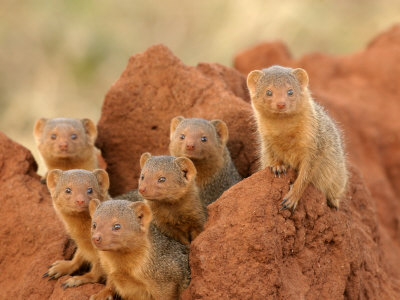 Portrait of Seven Dwarf Mongooses on a Termite Mound (Helogale Parvula)