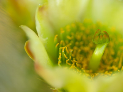 Buy Close View of a Teddy Bear Cholla Cactus Flower at AllPosters.com