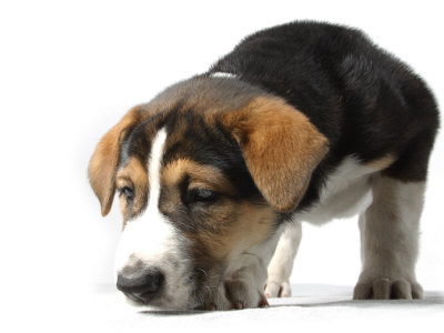 Puppy Exploring