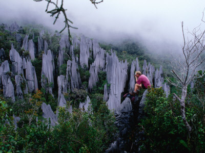 Person Taking Photograph in the Limestone Forest, Gunung Mulu National Park, Malaysia