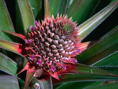 Pineapple Head on Plant, Lauli
