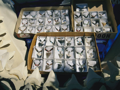 Buy A Display of Shark Tooth Jewelry at AllPosters.com