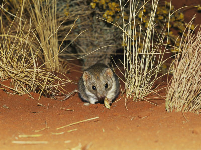 Buy A Rare Marsupial Mulgara Feeding on Larva Near Grass Tussocks at AllPosters.com