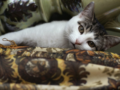 Buy Domestic Cat at AllPosters.com