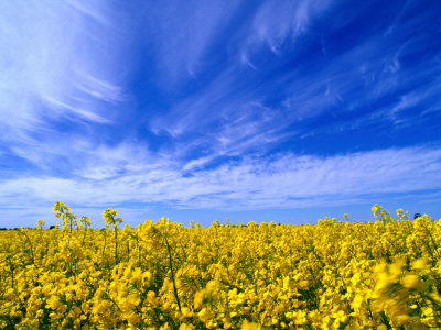 A Field of Rape Crop, Northern Victoria, Australia