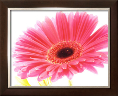 Magenta Gerbera
