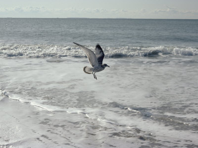 Buy A Sanderling, with Wings Spread, is Frozen in Flight over the Foamy Atlantic Surf at AllPosters.com