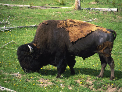 Yellowstone National Park, Bison, Buffalo, WY