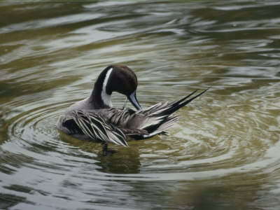 Buy A Northern Pintail Grooms its Feathers While Floating in the Water at AllPosters.com