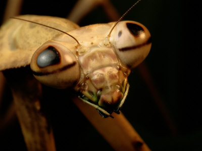 The Eyes and Mandibles of a Mantid