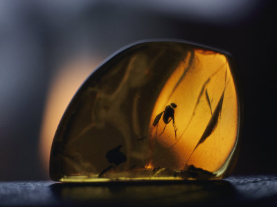 Amber Containing Fossilized Insects