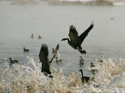 Buy Canada Geese Land on the Water at AllPosters.com