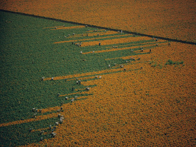Buy Aerial View of Workers in a Marigold Field at AllPosters.com