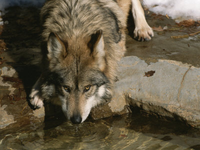 Buy A Gray Wolf Drinks Water from a Pond at AllPosters.com