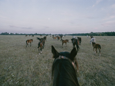 Buy Horses in the Fog at AllPosters.com