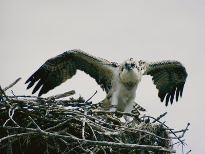 Buy Osprey on its Nest at AllPosters.com