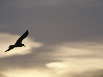 Flying Seagull in Silhouette