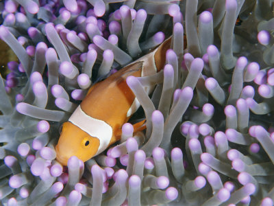 Buy Clown Anemonefish in Sea Anemone, Sipadan Island, East Malaysia at AllPosters.com