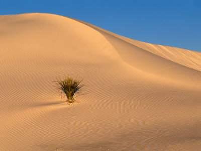 Buy Desert Landscape at AllPosters.com