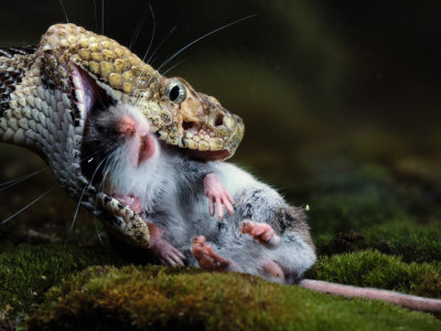 Buy A Black Timber Rattlesnake Swallows a White-Footed Mouse at AllPosters.com