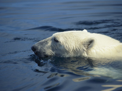 Buy Polar Bear, Wager Bay, Northwest Territories, Canada at AllPosters.com
