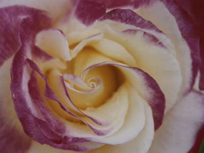 Buy A Close View of a Cream Colored Rose with Pink Edges at AllPosters.com