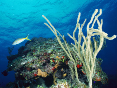 Buy Underwater Scene with Coral and Fish, Tortola Island, Virgin Islands at AllPosters.com
