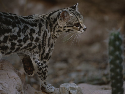 Close View of a Captive Ocelot in the San Pedro Valley