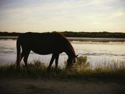Buy Chincoteague Pony Feeding on Marsh Grass at AllPosters.com