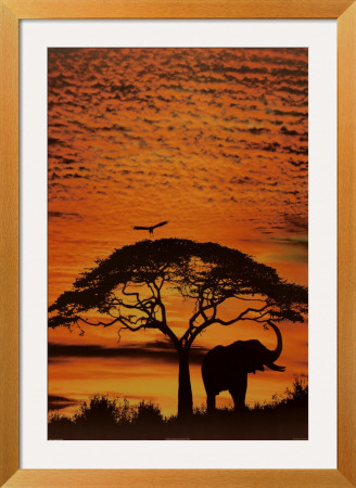 African Skies