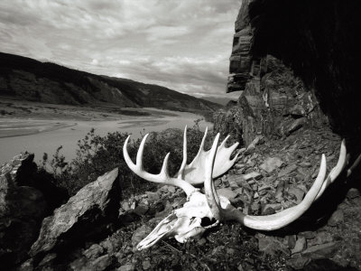 Buy A Moose Skull Lays Along the Rocky Coast of the Alsek River in Alaska at AllPosters.com