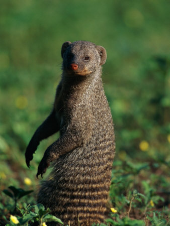 A Banded Mongoose Sits Upright to Get a Better Look at Things