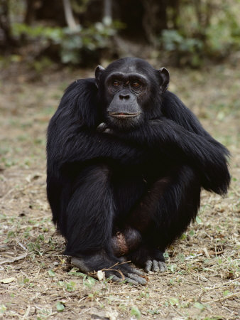 Buy A Close-up of One of the Many Chimpanzees at Gombe Stream National Park at AllPosters.com