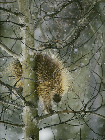 Buy A North American Porcupine Climbs Down a Tree in the Snow at AllPosters.com