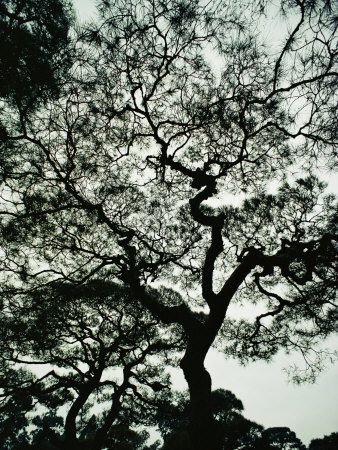 A Gnarled, Spreading Japanese Red Pine Tree on the Grounds of Ginkaku-Ji Temple