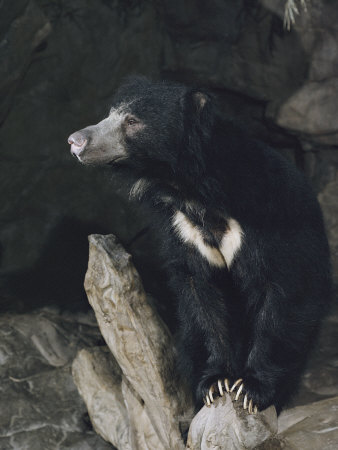 Buy A Sleepy Sloth Bear Takes a Breather Outside its Cave at AllPosters.com