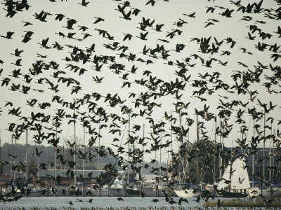 Buy Hundreds of Geese Take Flight Near Oxford at AllPosters.com