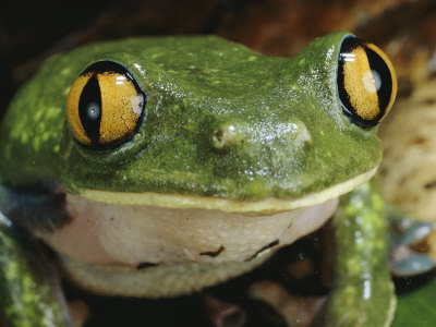 Buy Close-up of a Tree Frog at AllPosters.com