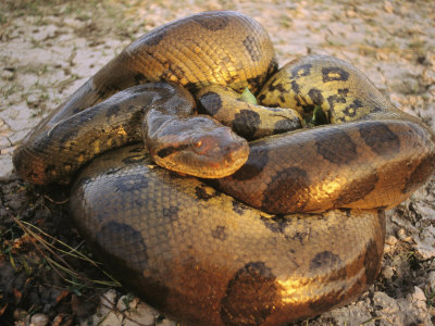 Buy A Coiled Anaconda at AllPosters.com