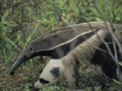A Giant Anteater Photographic Print