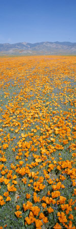 Buy California Poppies Fill a Landscape with a Golden Glow at AllPosters.com