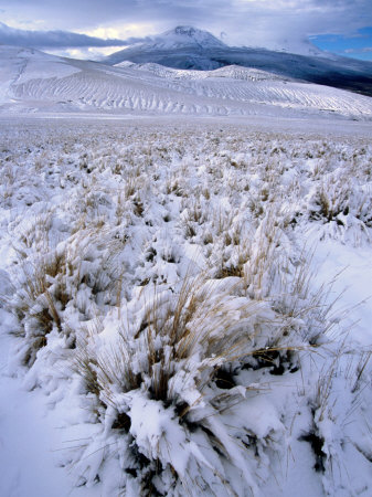 Ichu Grass in Fresh Snow on Puna South of Volcan Misti, El Misti, Arequipa, Peru