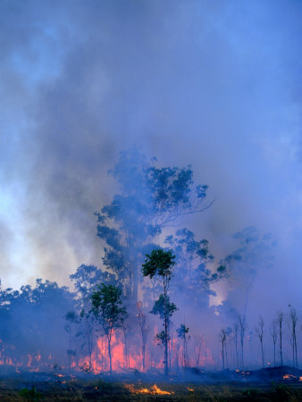 Trees Engulfed in Bushfire, Kakadu National Park, Australia
